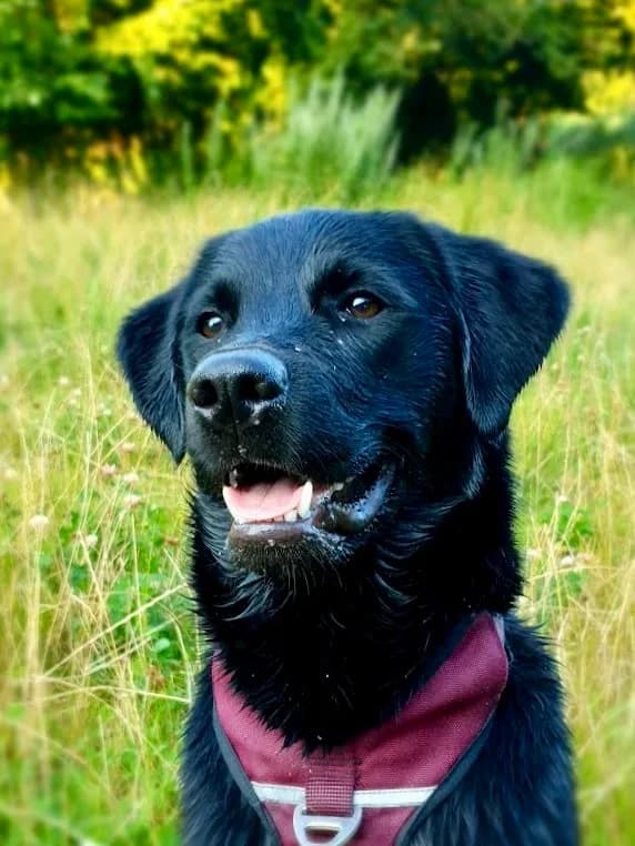 Loki, male young Labrador Retriever for adoption at Stichting Zino