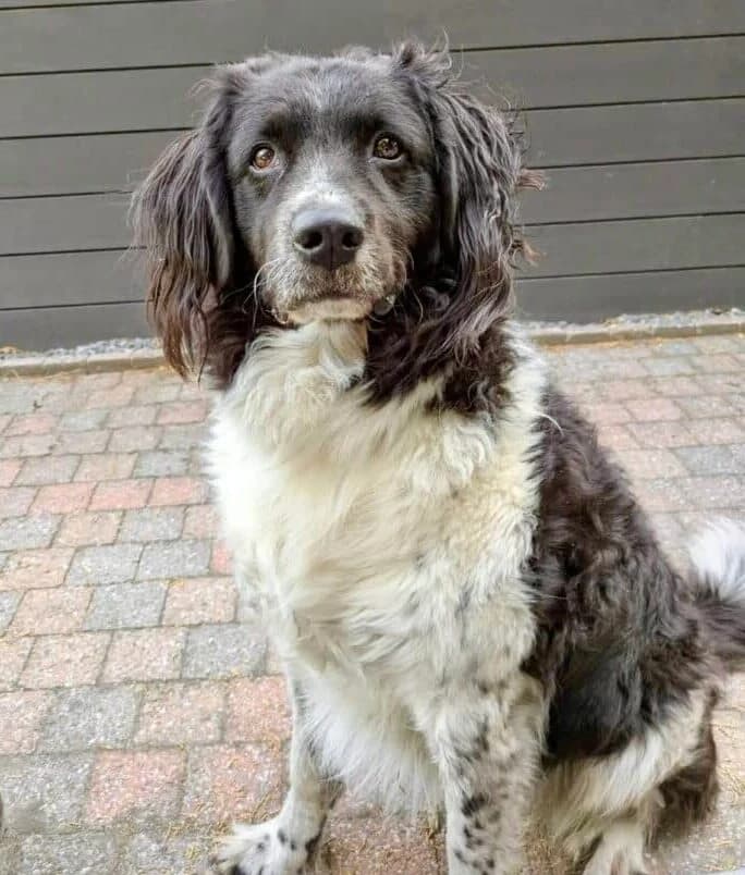 Lola, female 6yo mixed breed for adoption at Stichting Zino
