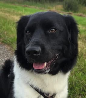 Omni, male young mixed breed for adoption at Stichting Zino