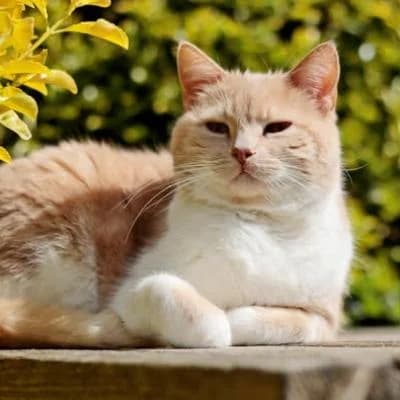 Benjamin, male senior Mixed Breed for adoption at Stichting Zwerfdier