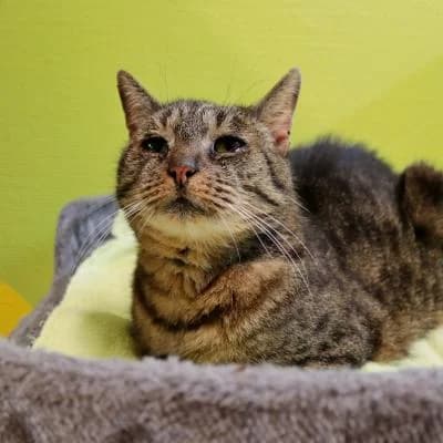 Donder, male senior Mixed Breed for adoption at Stichting Zwerfdier