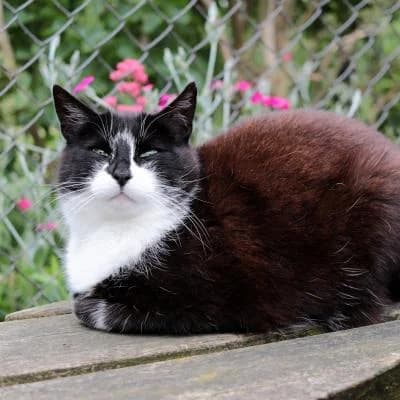 Joy, female senior Mixed Breed for adoption at Stichting Zwerfdier