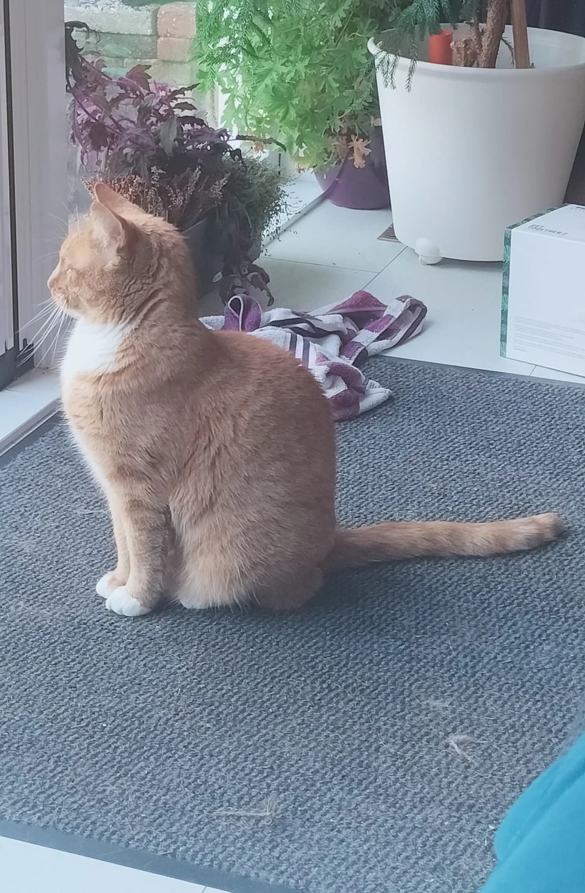 Cody, male Mixed Breed for adoption at Stichting Zwerfdier