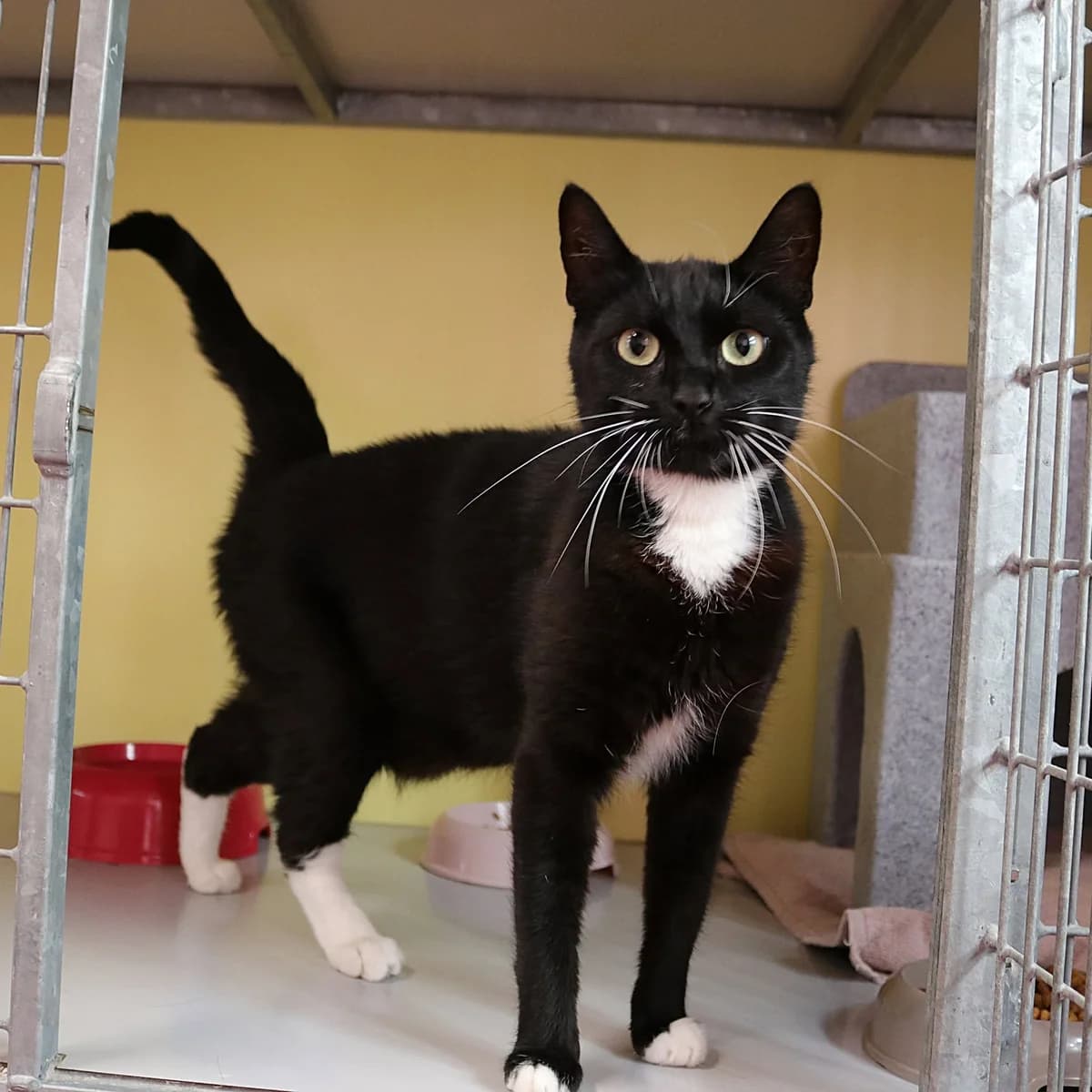 Grazia, female young Mixed Breed for adoption at Stichting Zwerfdier