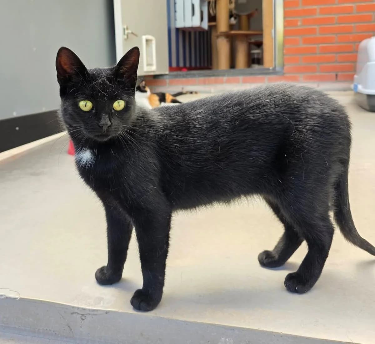 Yoki, female young Mixed Breed for adoption at Stichting Zwerfdier