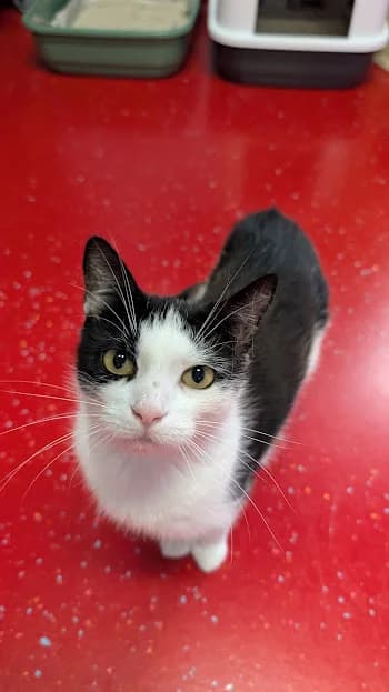 Memsa, female 6yo Mixed Breed for adoption at Stichting Zwerfdier