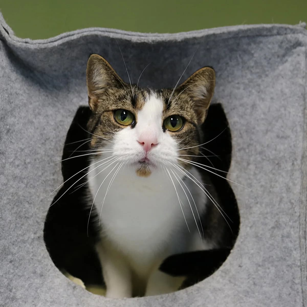 Ivy, female 5yo Mixed Breed for adoption at Stichting Zwerfdier