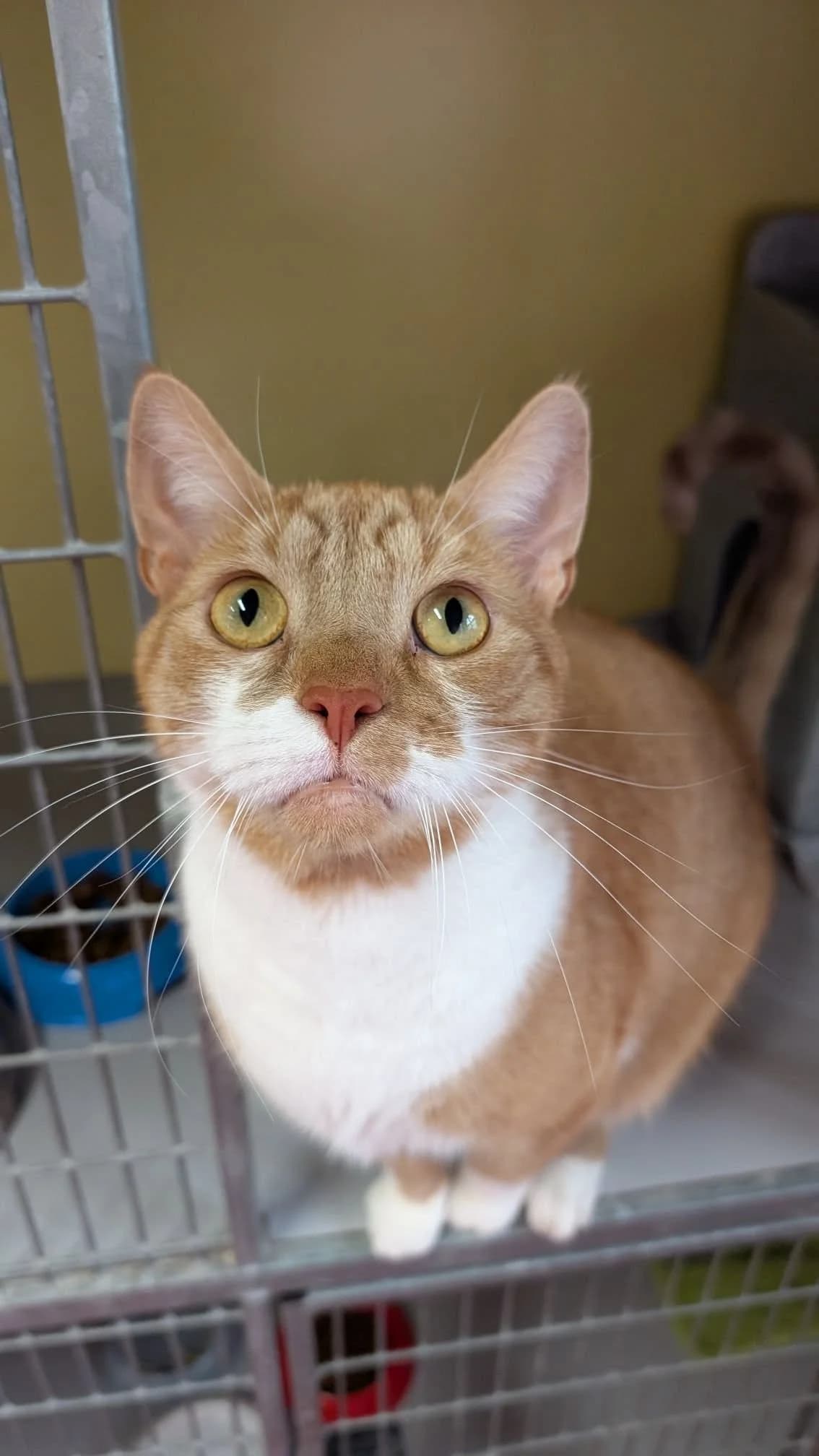 Ginger, male young Mixed Breed for adoption at Stichting Zwerfdier