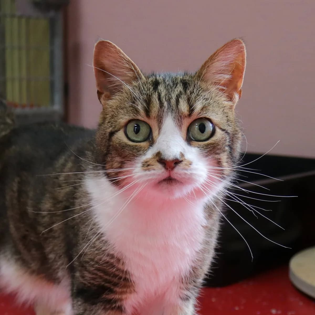 Kip, female senior Mixed Breed for adoption at Stichting Zwerfdier