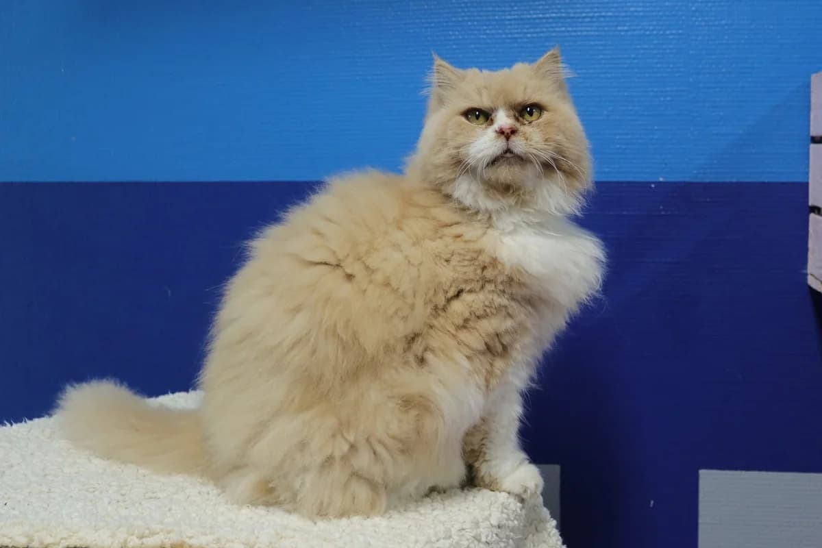 Caramel, female senior Mixed Breed for adoption at Stichting Zwerfdier