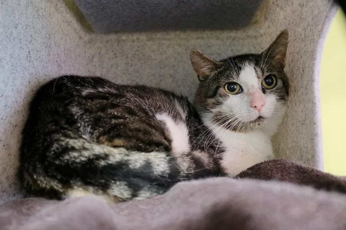 Milo, male 6yo Mixed Breed for adoption at Stichting Zwerfdier