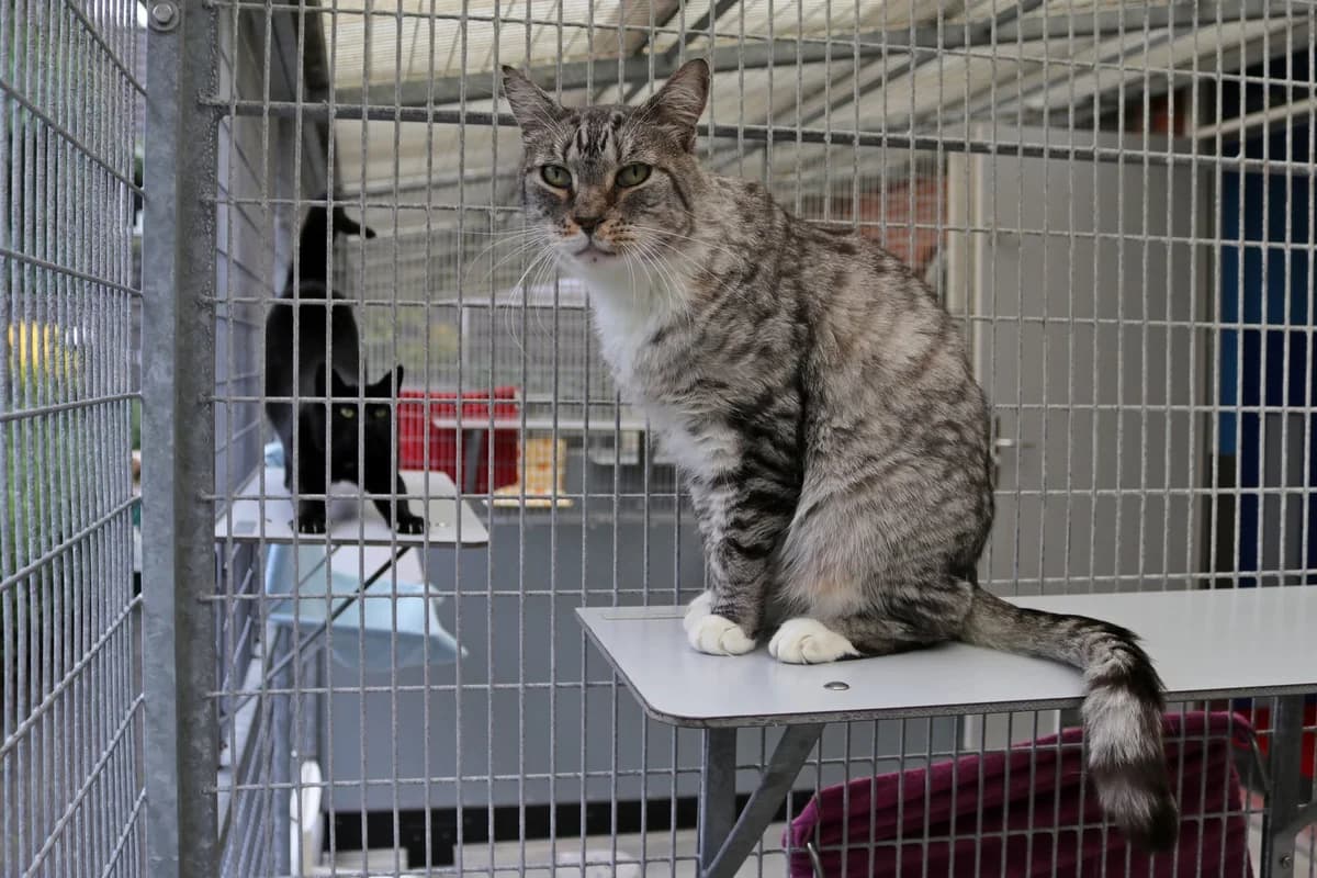 Boef, male senior Mixed Breed for adoption at Stichting Zwerfdier