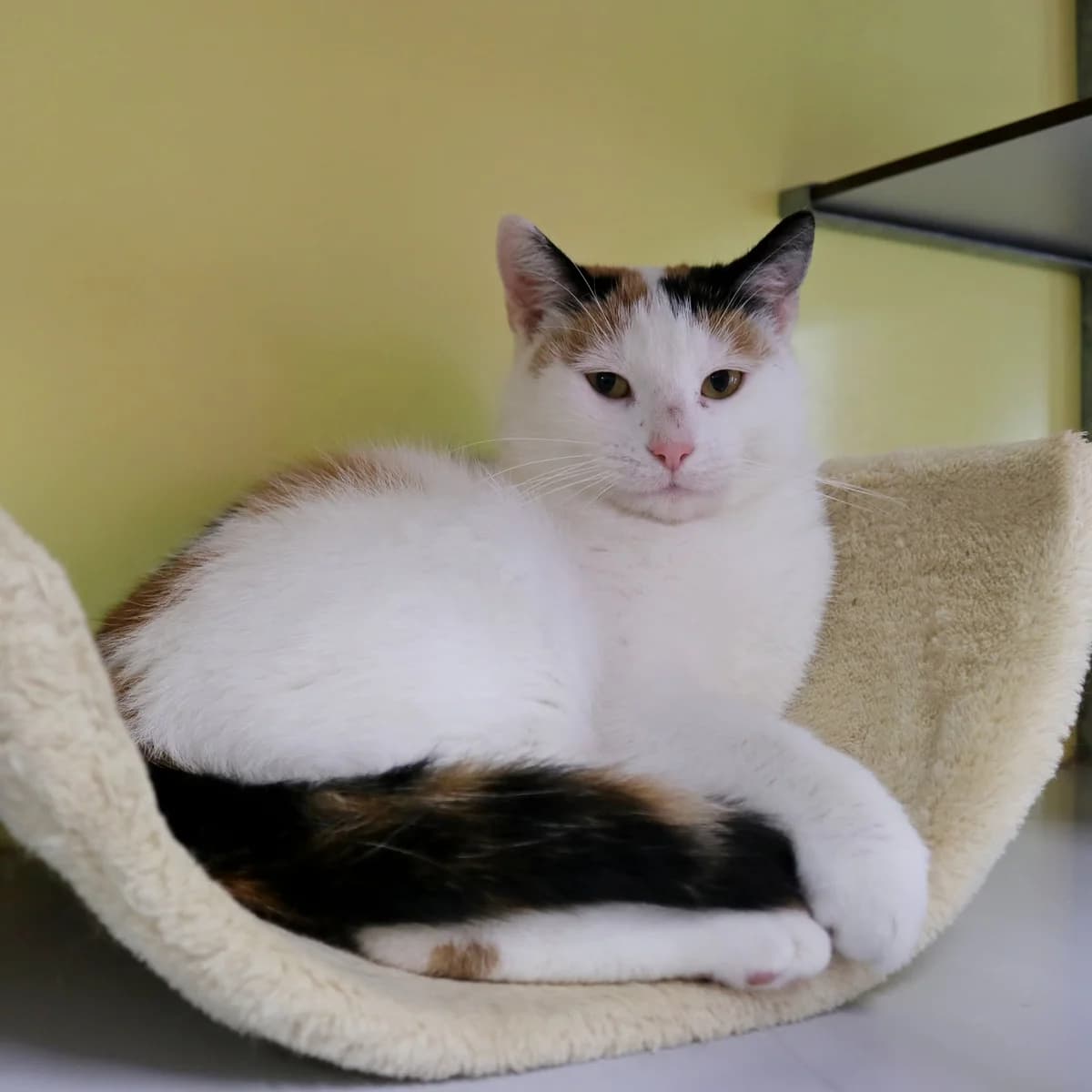 Mary, female young Mixed Breed for adoption at Stichting Zwerfdier