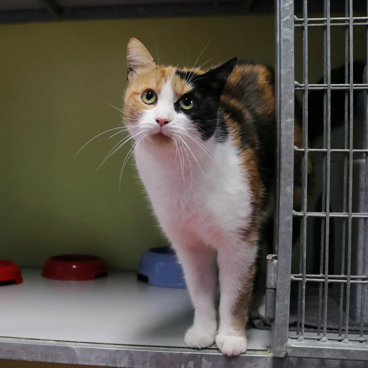 Mischa, female 5yo Mixed Breed for adoption at Stichting Zwerfdier