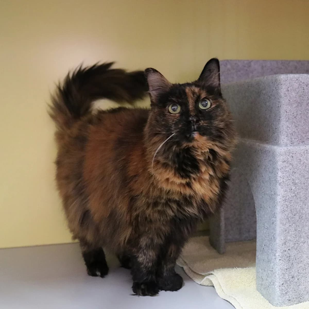 Roosje, female senior Mixed Breed for adoption at Stichting Zwerfdier