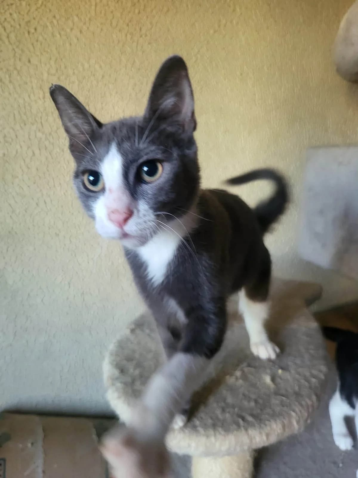 Arabella, female Mixed Breed for adoption at Stichting Stray Paws, NL-wide