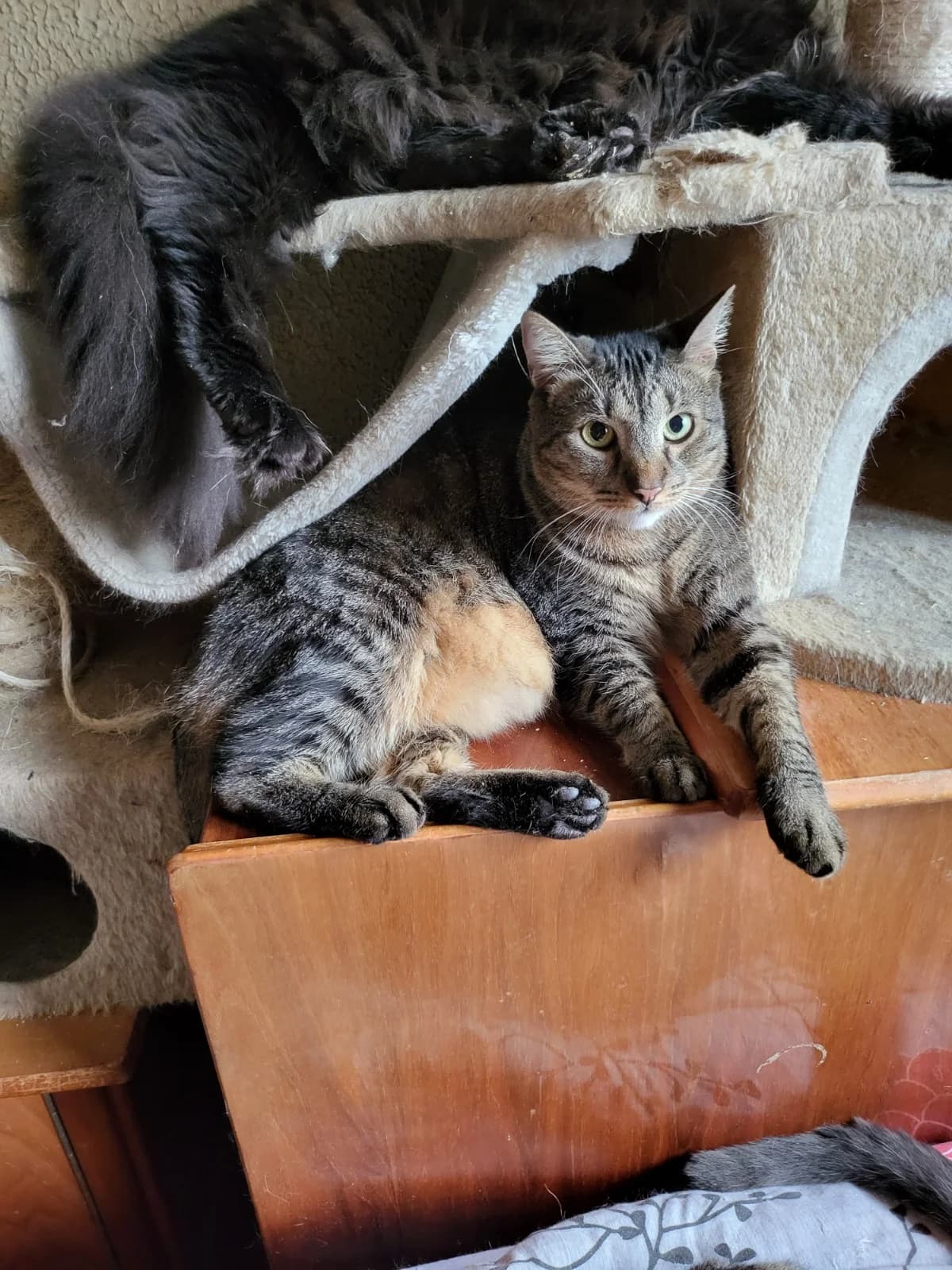 Bagel, male 3yo Mixed Breed for adoption at Stichting Stray Paws, NL-wide