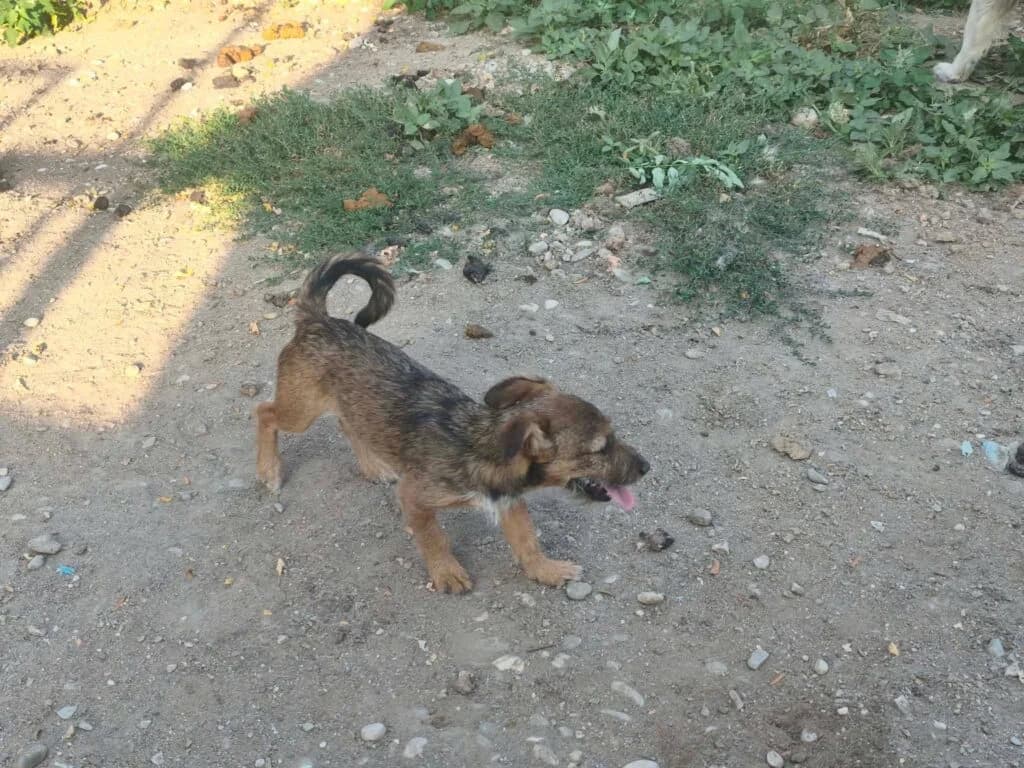 Balou, female puppy Mixed Breed for adoption at Stichting Stray Paws, NL-wide