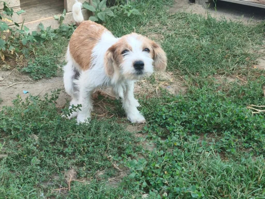 Bandit, male puppy Mixed Breed for adoption at Stichting Stray Paws, NL-wide