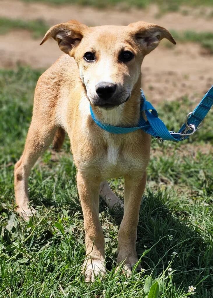 Bonbini, female Mixed Breed for adoption at Stichting Stray Paws, NL-wide