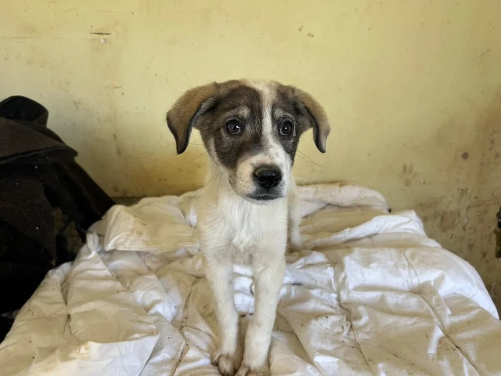Bonnie, female puppy Mixed Breed for adoption at Stichting Stray Paws, NL-wide