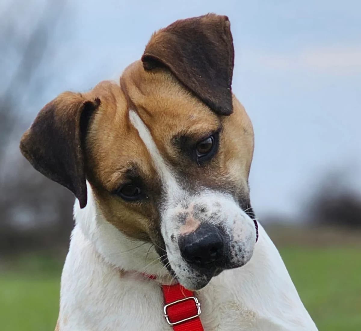 C-Jay, male 5yo Mixed Breed for adoption at Stichting Stray Paws, NL-wide