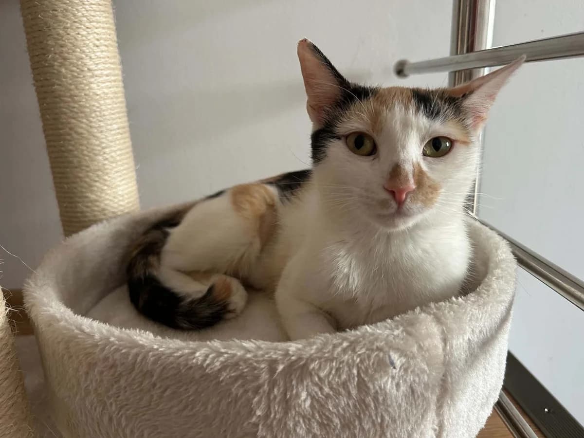 Cosette, female young Mixed Breed for adoption at Stichting Stray Paws, NL-wide