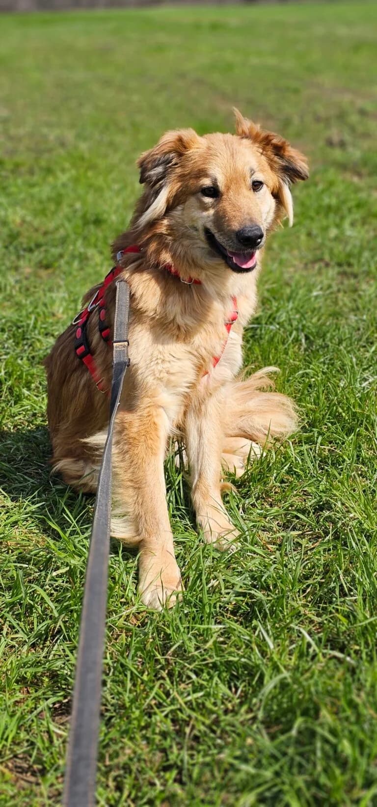 Daisy, female young Mixed Breed for adoption at Stichting Stray Paws, NL-wide