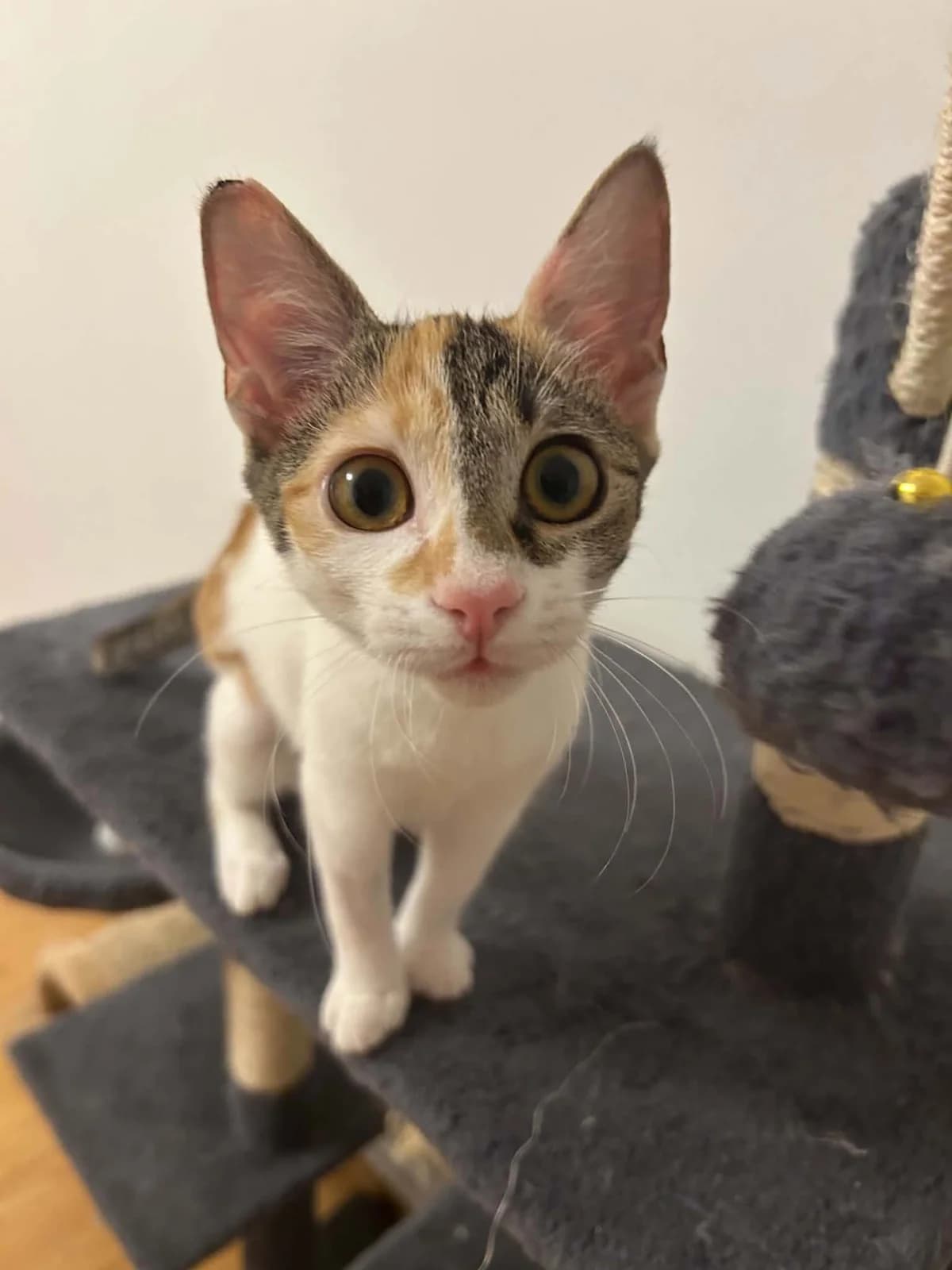 Henrietta, female Mixed Breed for adoption at Stichting Stray Paws, NL-wide