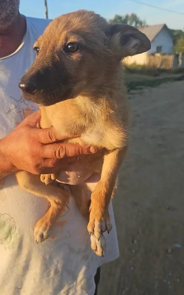 Iris, female puppy Mixed Breed for adoption at Stichting Stray Paws, NL-wide