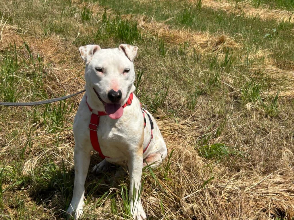 Ivory, wit female young Mixed Breed for adoption at Stichting Stray Paws, NL-wide