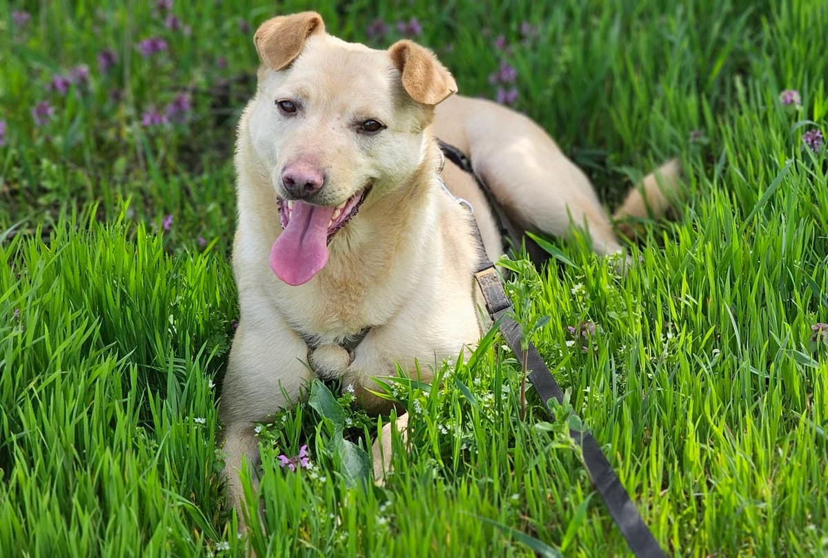 Jacky (in opvang in Nederland), female 5yo Mixed Breed for adoption at Stichting Stray Paws, NL-wide