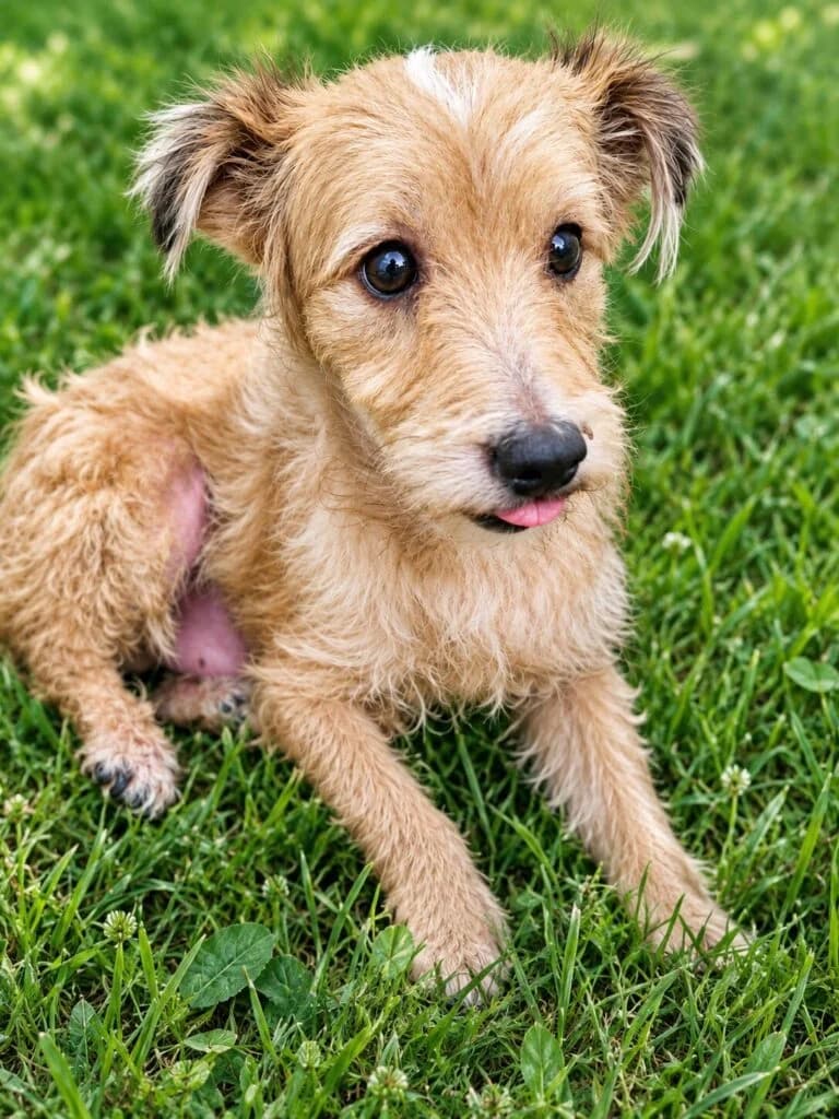 Kai, male 4yo Mixed Breed for adoption at Stichting Stray Paws, NL-wide