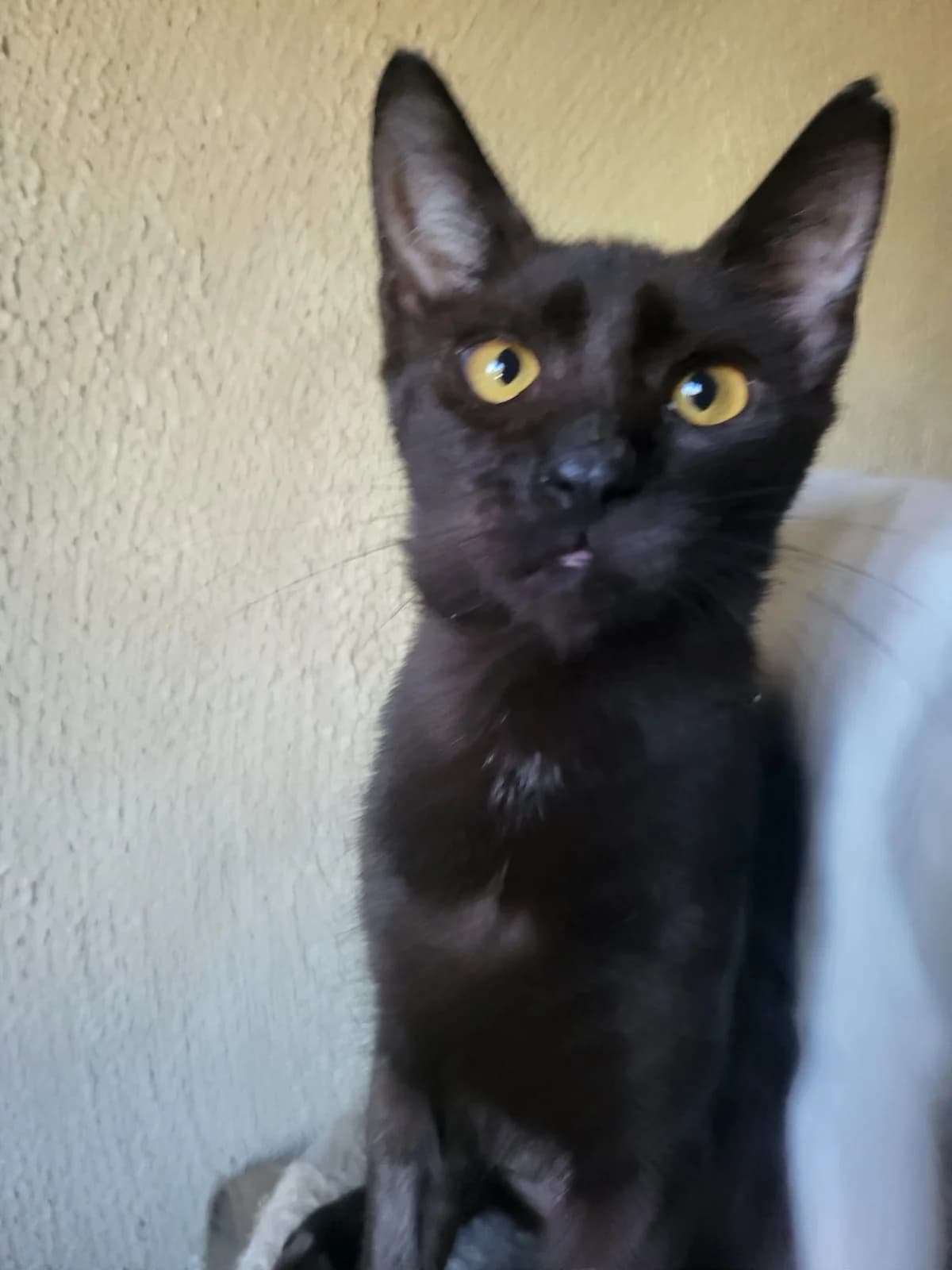 Kassandra, female Mixed Breed for adoption at Stichting Stray Paws, NL-wide