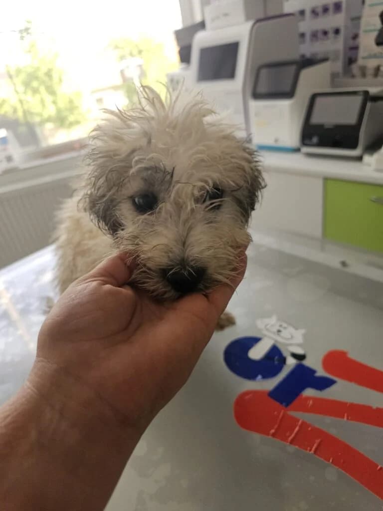 Lars, male puppy Mixed Breed for adoption at Stichting Stray Paws, NL-wide