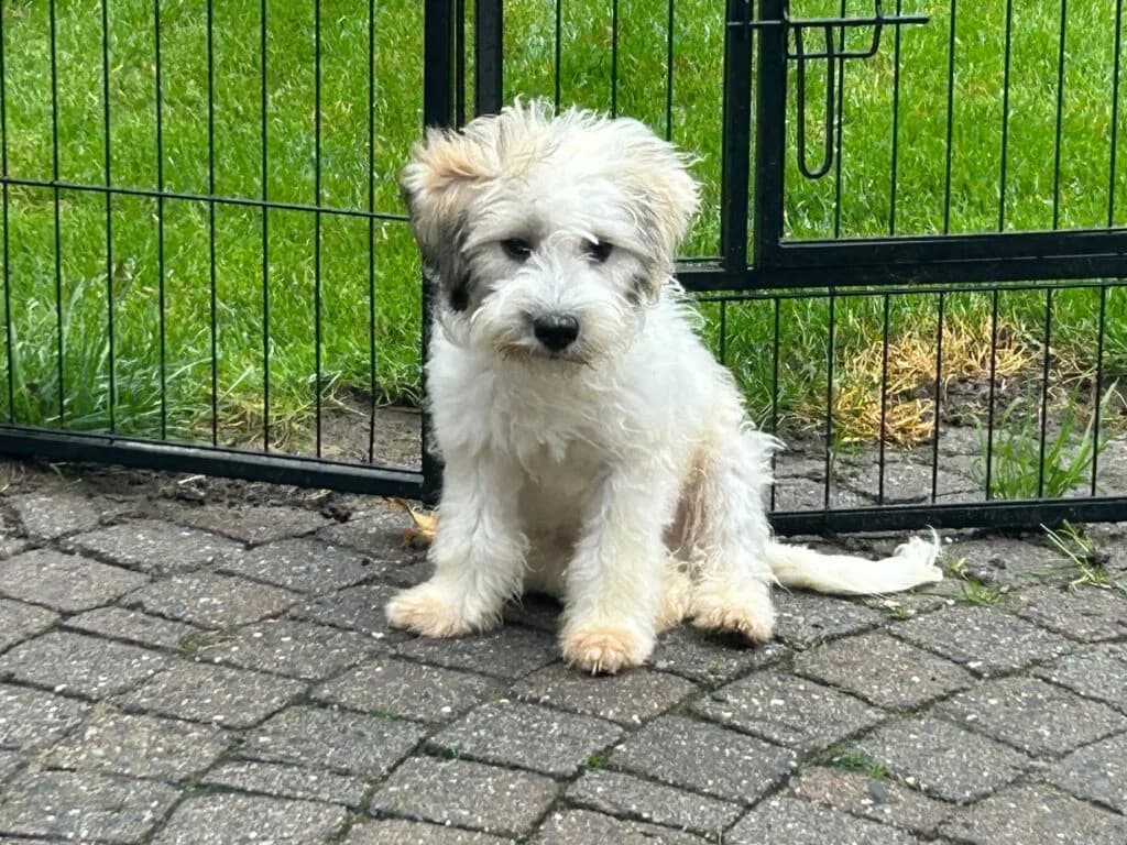 Lars (in opvang in Nederland), male puppy Mixed Breed for adoption at Stichting Stray Paws, NL-wide