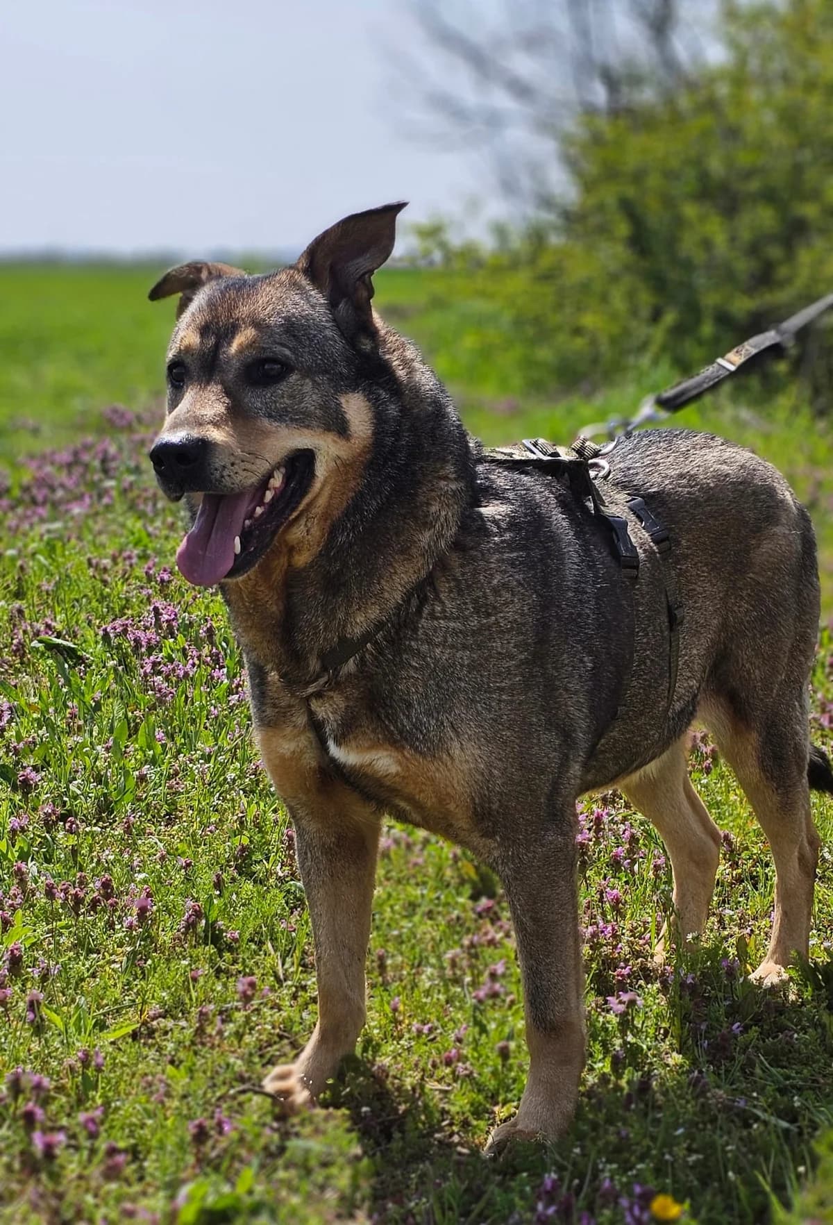Leo, male 6yo Mixed Breed for adoption at Stichting Stray Paws, NL-wide