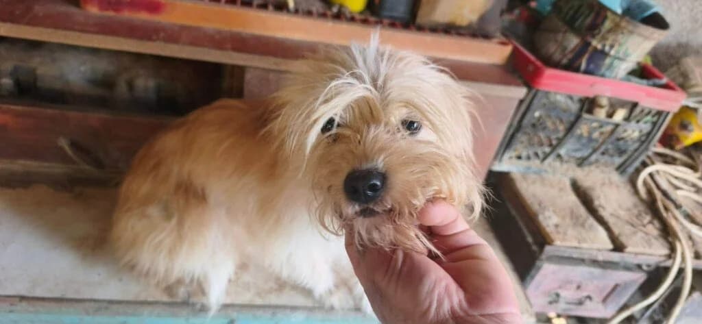 Lety, female young Mixed Breed for adoption at Stichting Stray Paws, NL-wide