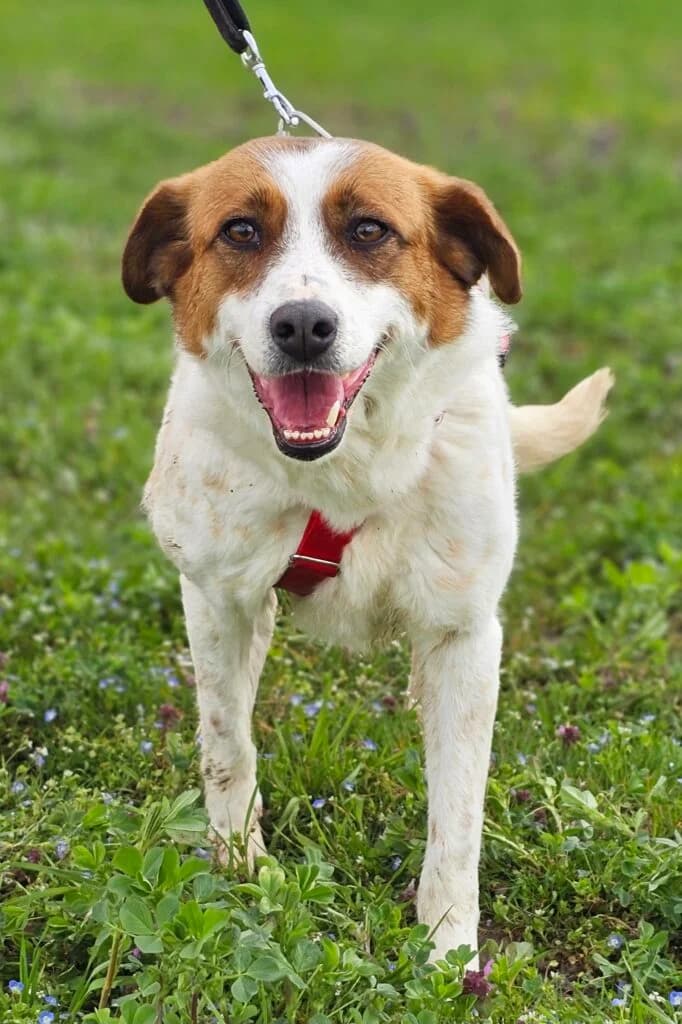 Leyla (in opvang in Nederland), female 5yo Mixed Breed for adoption at Stichting Stray Paws, NL-wide