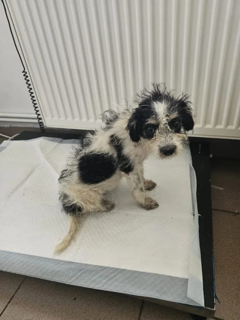 Lieke, female puppy Mixed Breed for adoption at Stichting Stray Paws, NL-wide