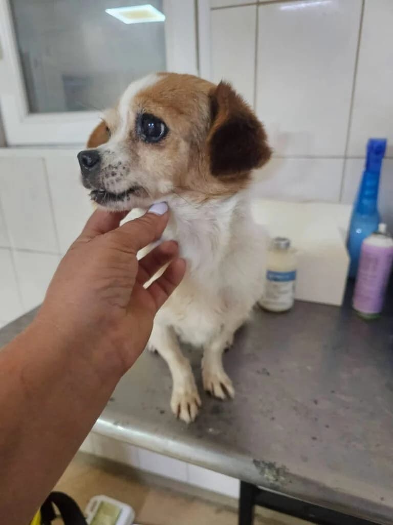 Lily, female senior Mixed Breed for adoption at Stichting Stray Paws, NL-wide