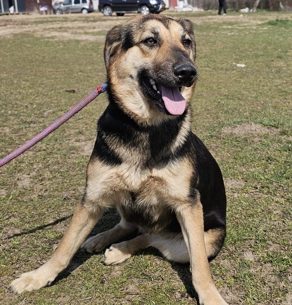 Loes, female young Mixed Breed for adoption at Stichting Stray Paws, NL-wide