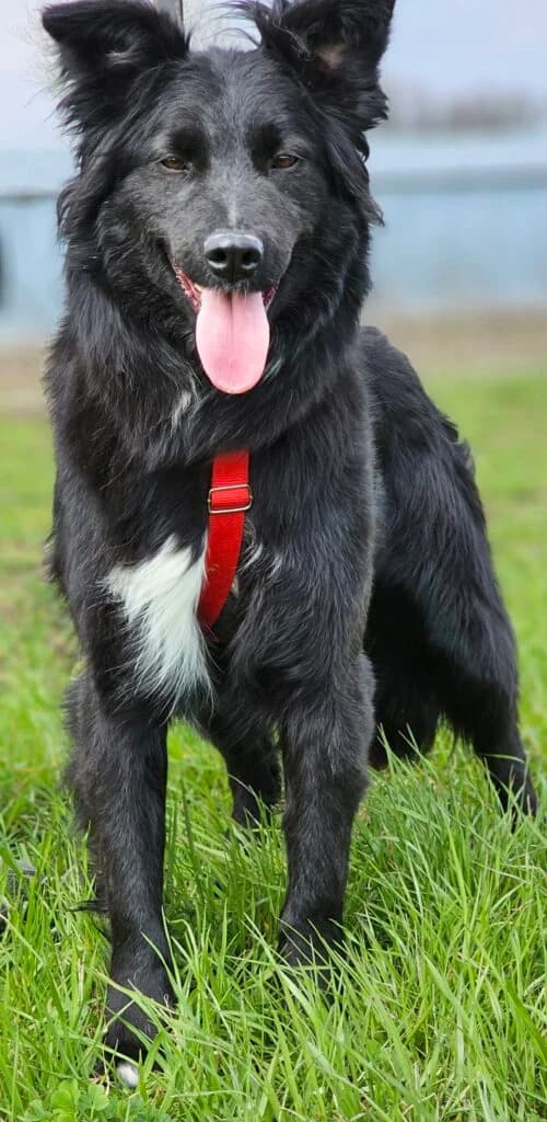 Lola, female young Mixed Breed for adoption at Stichting Stray Paws, NL-wide