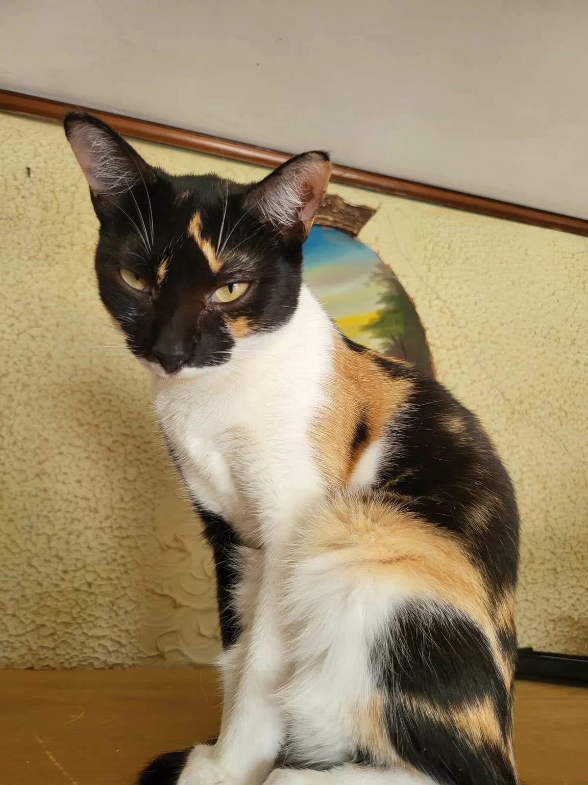 Lucille, female young Mixed Breed for adoption at Stichting Stray Paws, NL-wide