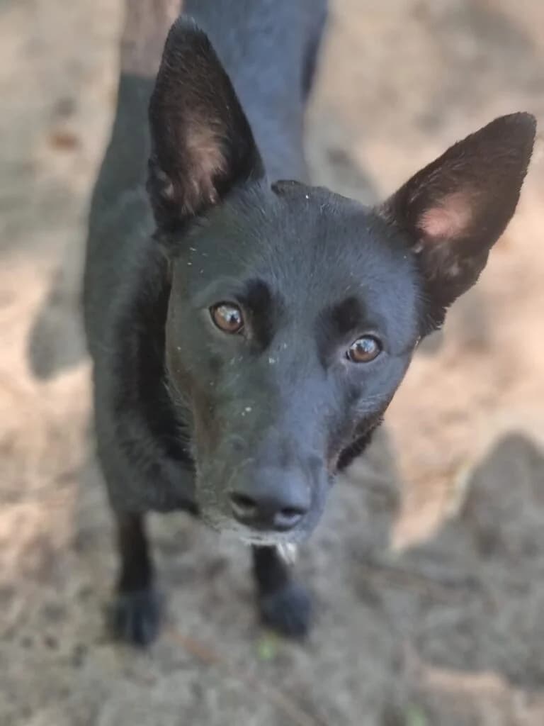 Lumi (in opvang in Nederland), female young Mixed Breed for adoption at Stichting Stray Paws, NL-wide