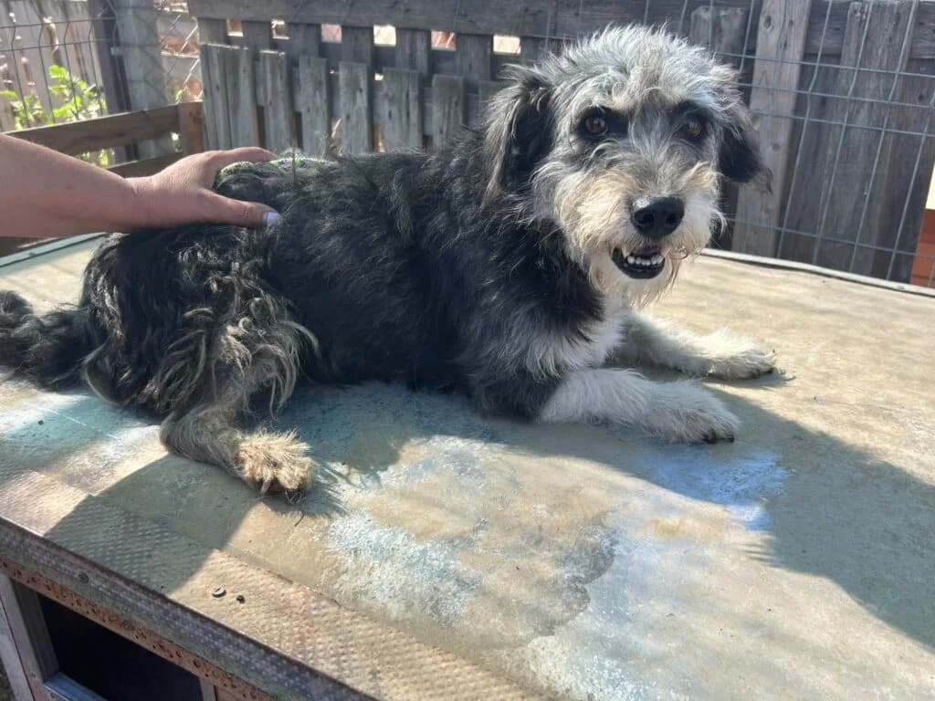 Mauro, male young Mixed Breed for adoption at Stichting Stray Paws, NL-wide