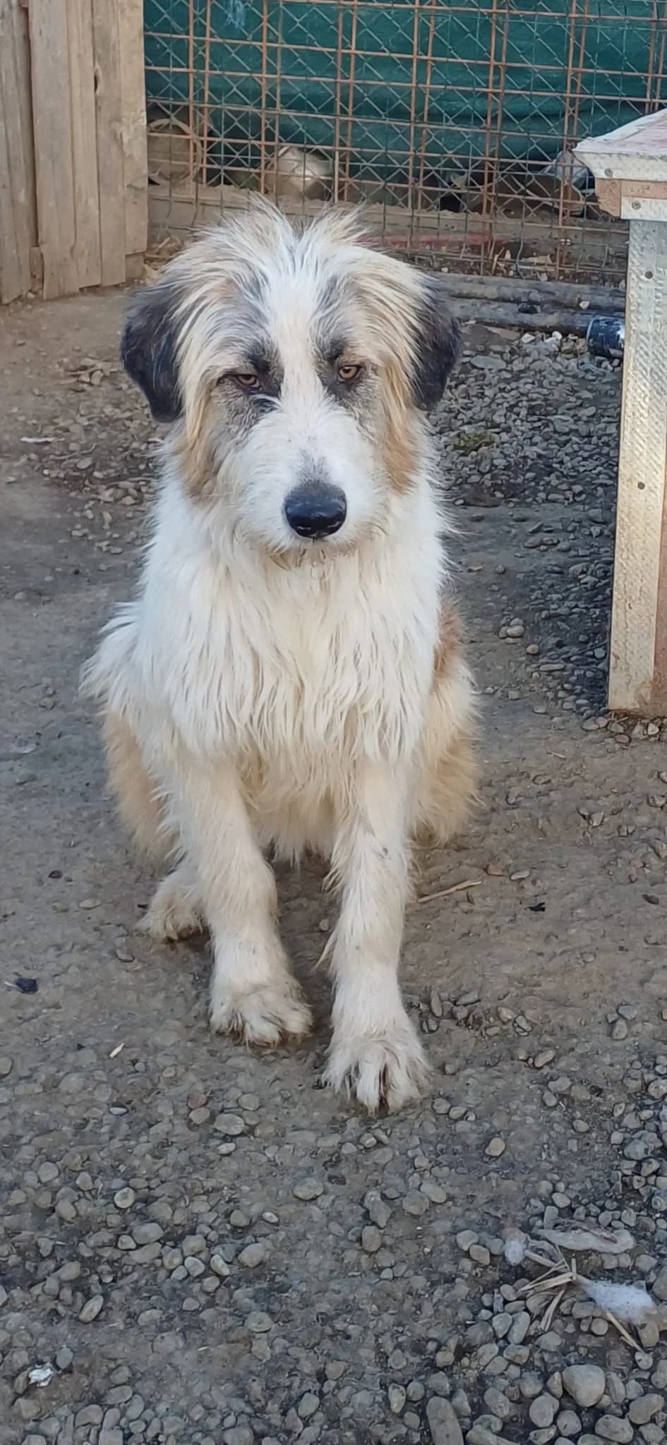Mees, male young Mixed Breed for adoption at Stichting Stray Paws, NL-wide