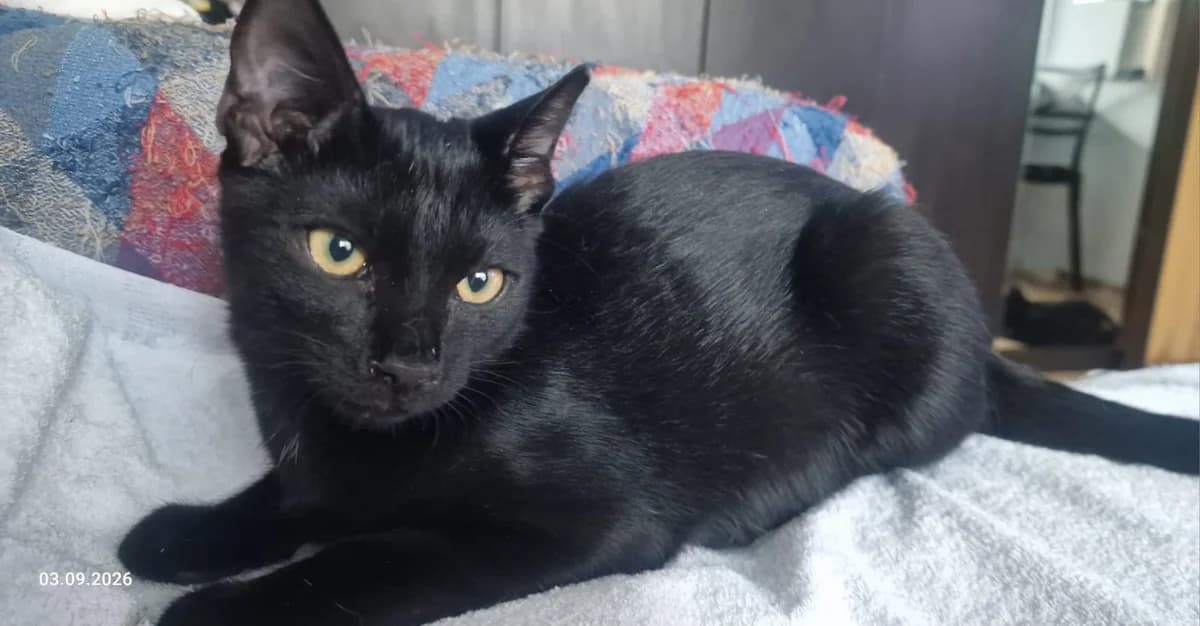 Merlot, male Mixed Breed for adoption at Stichting Stray Paws, NL-wide