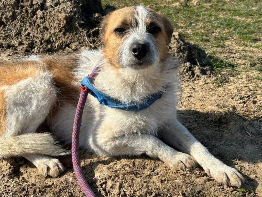 Mico, male 3yo Mixed Breed for adoption at Stichting Stray Paws, NL-wide