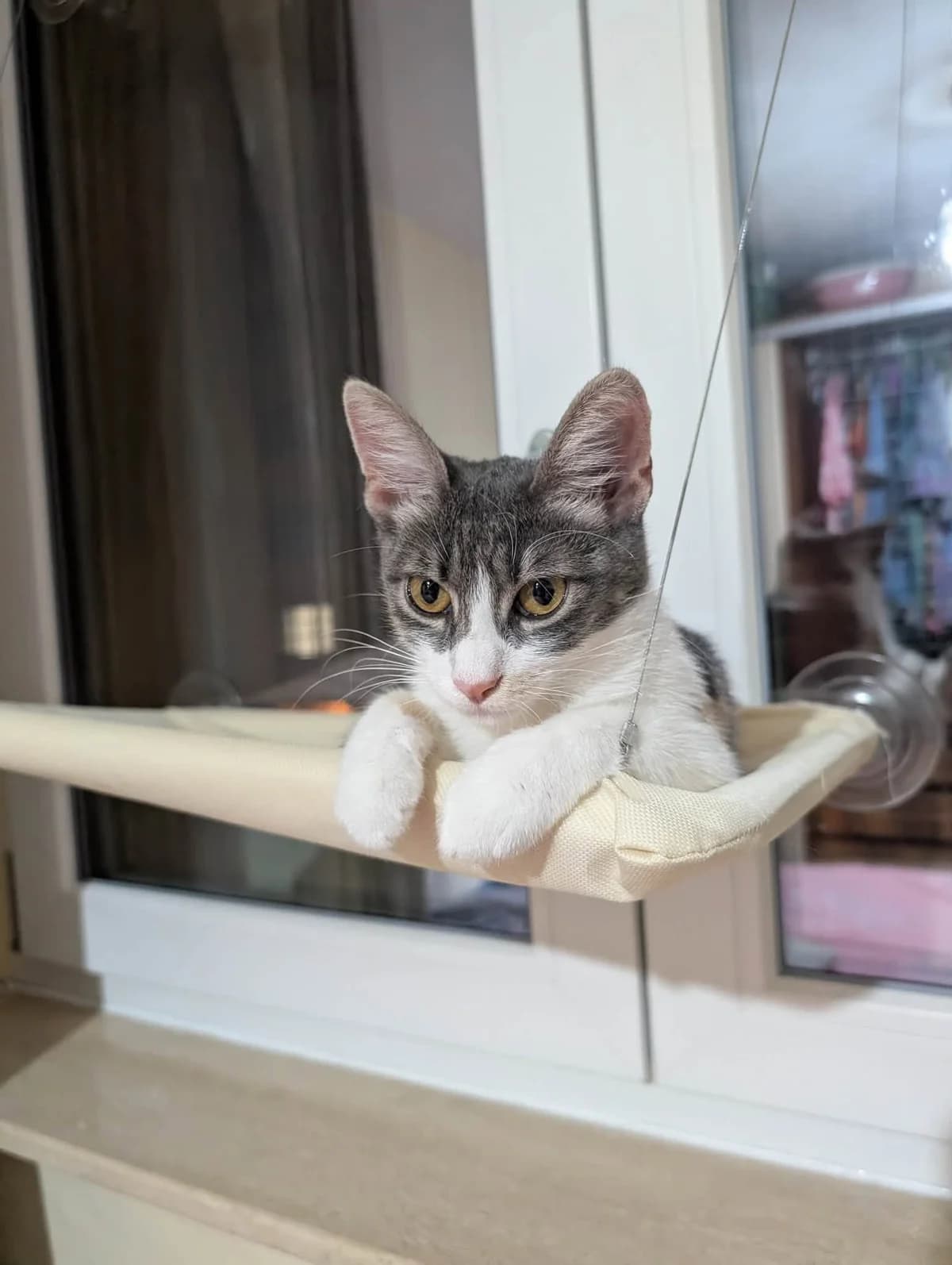 Mika, female young Mixed Breed for adoption at Stichting Stray Paws, NL-wide